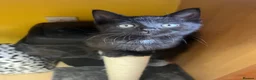 Mixed Breed cats for sale: Male kitten - Advert 19