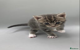 Mixed Breed cats for sale: Beautiful British Shorthair Mix Kittens - Image 4