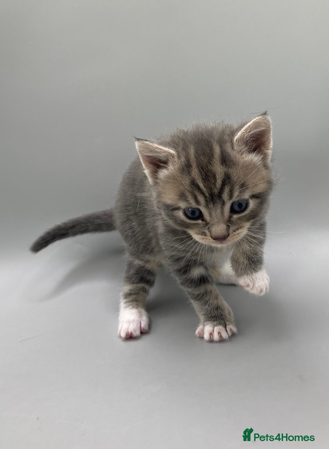 Mixed Breed cats for sale: Beautiful British Shorthair Mix Kittens - Image 4