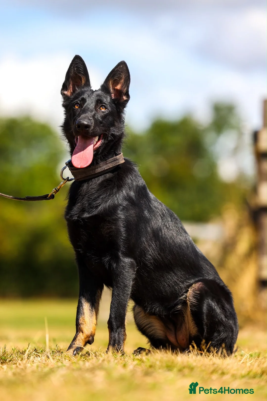 German Shepherd dogs for sale: SUPERIOR PEDIGREE BI COLOUR FEMALE - Advert 1