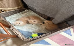 Persian cats for sale: Himalayan Persian cats - Image 5