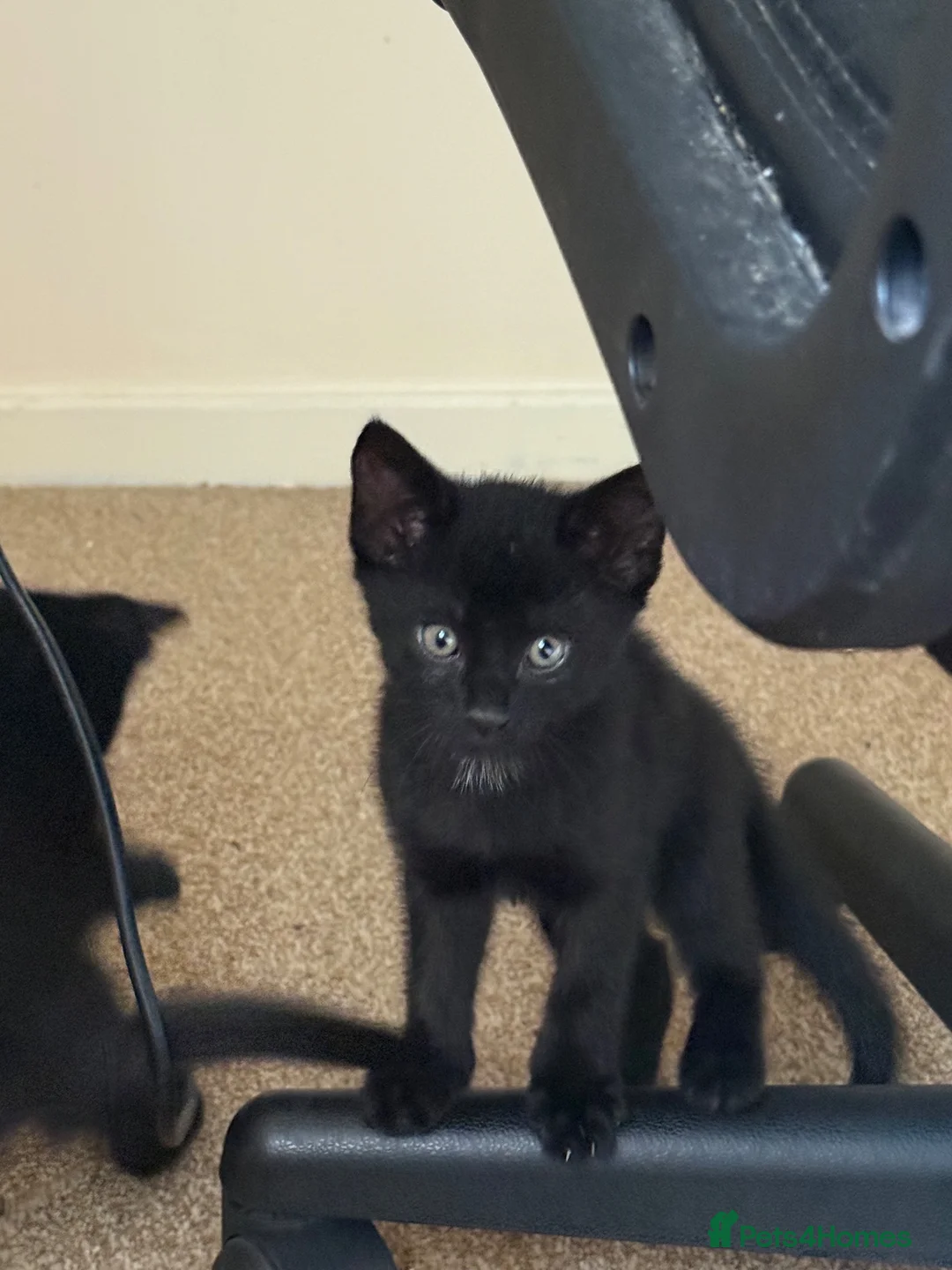 Mixed Breed cats for sale: Kittens to a good home - Advert 2