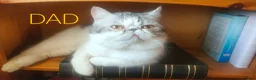 Exotic cats for sale: Beautiful Exotic shorthair kittens  - Advert 6