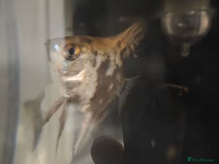 Angelfish fish 3 angel fish, Loch and black shark - Advert 6