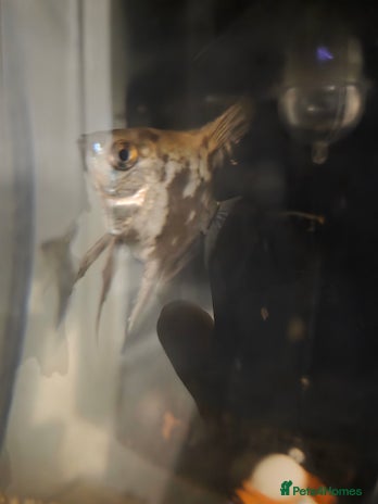 Angelfish fish 3 angel fish, Loch and black shark - Advert 1