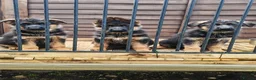 German Shepherd dogs for sale: German Shepherd Puppies - Advert 3