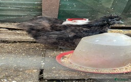 Chickens poultry for sale: 2 pretty black silkies for sale - Image 1