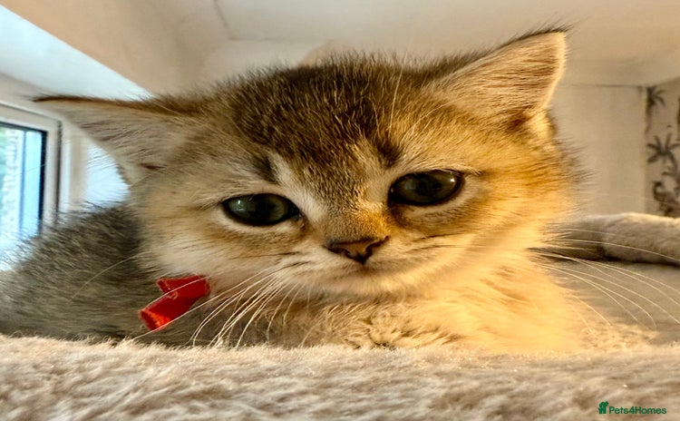 British Shorthair cats for sale - Advert 1