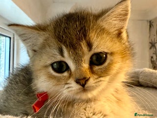 British Shorthair cats - Advert 3