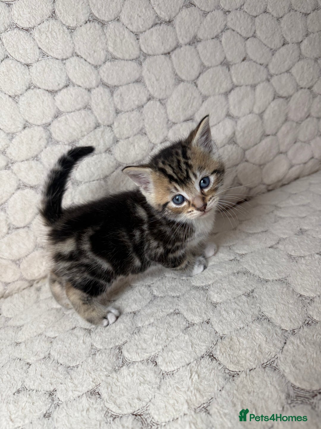 Mixed Breed cats for sale: ONLY ONE LITTLE BOY KITTEN LEFT - Advert 5