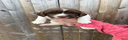 English Springer Spaniel dogs for sale: English springer spaniels puppies  - Advert 2