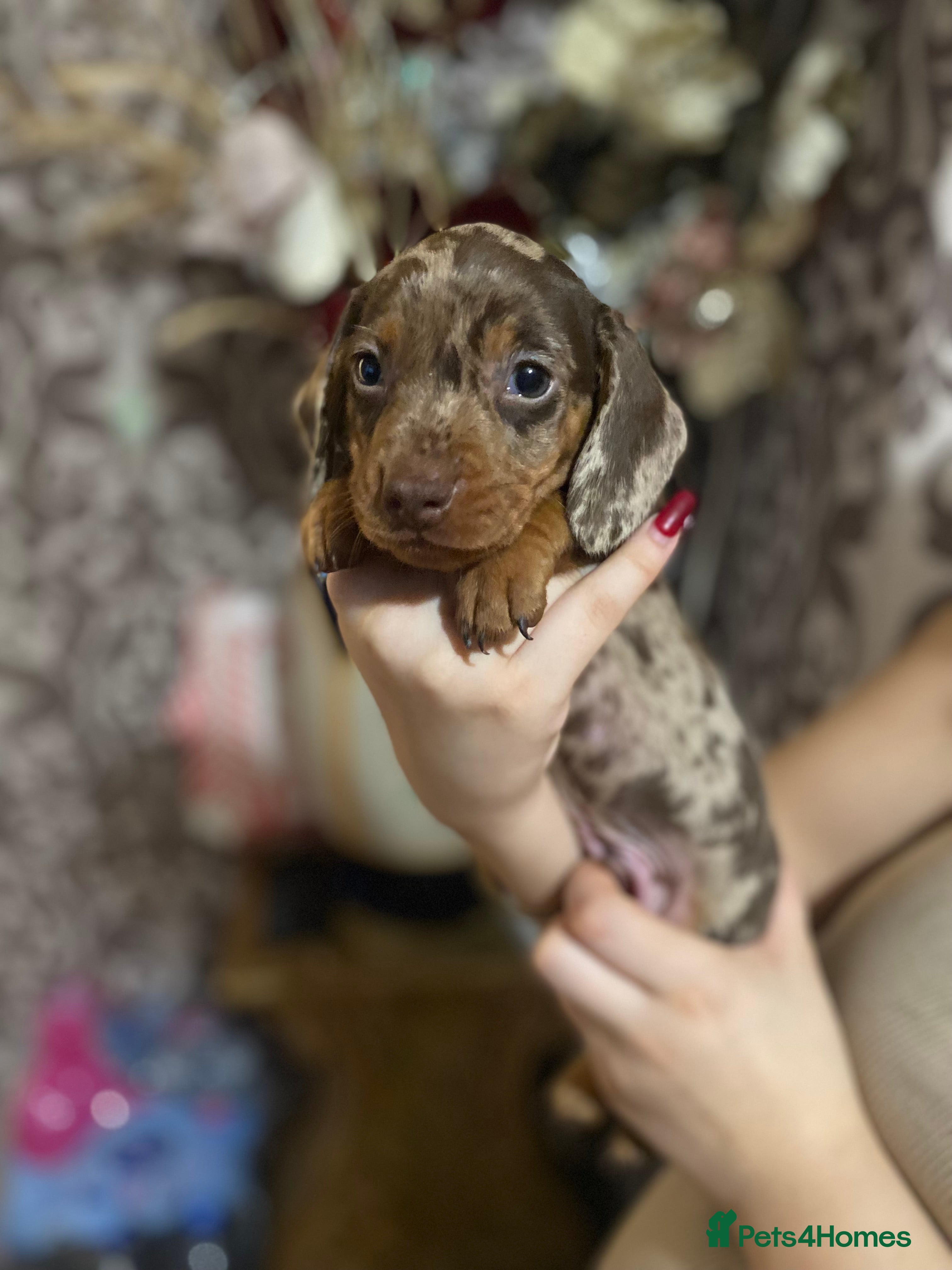 Miniature Dachshund dogs Miniature dachshund puppies available!🥰 - Advert 9
