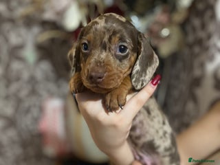 Miniature Dachshund dogs Miniature dachshund puppies available!🥰 - Advert 9