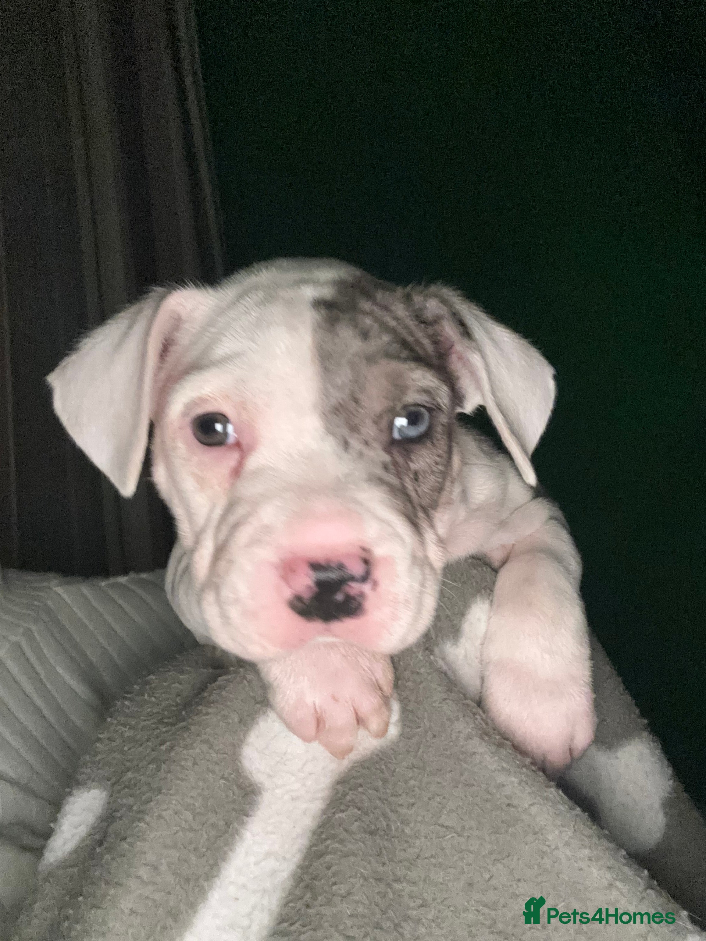 American Bulldog dogs Beautiful American Bulldogs - Family Raised  - Advert 2