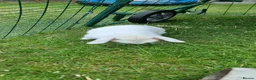 Mini Lop rabbits for sale: female mini lop rabbit  - Advert 3