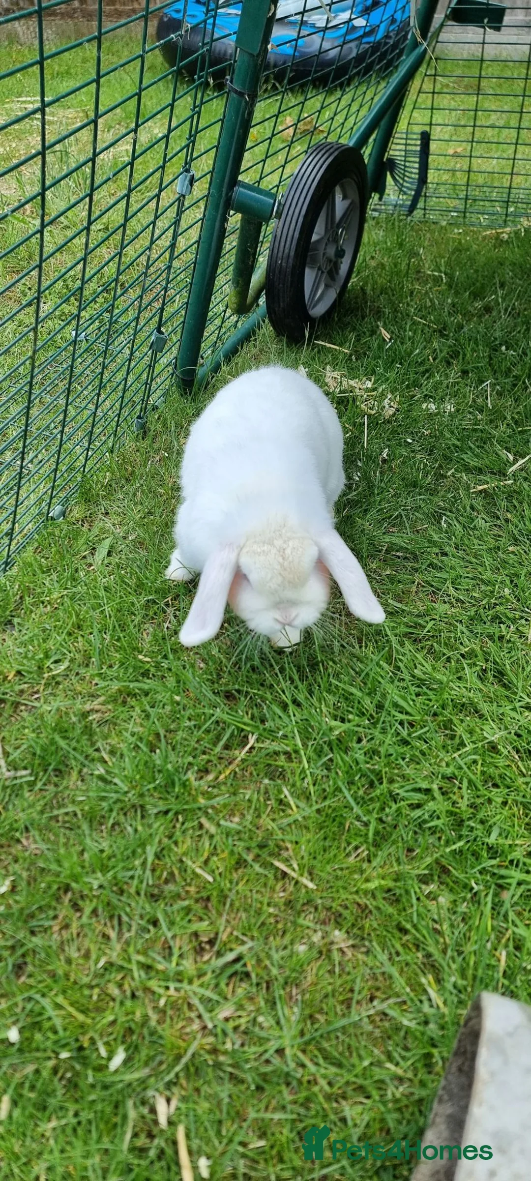 Mini Lop rabbits for sale: female mini lop rabbit  - Advert 3