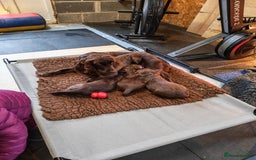 Sprocker dogs for sale: Adorable, well-socialised Sprocker Spaniel puppies - Image 16