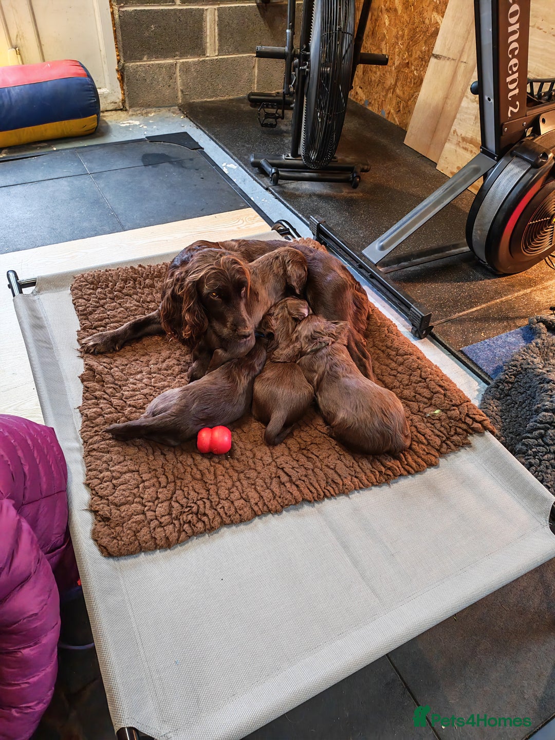 Sprocker dogs for sale: Adorable, well-socialised Sprocker Spaniel puppies - Image 16