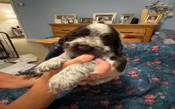 Cocker Spaniel dogs for sale: Simbawood Show Cocker Spaniels, KC reg, DNA clear - Image 6
