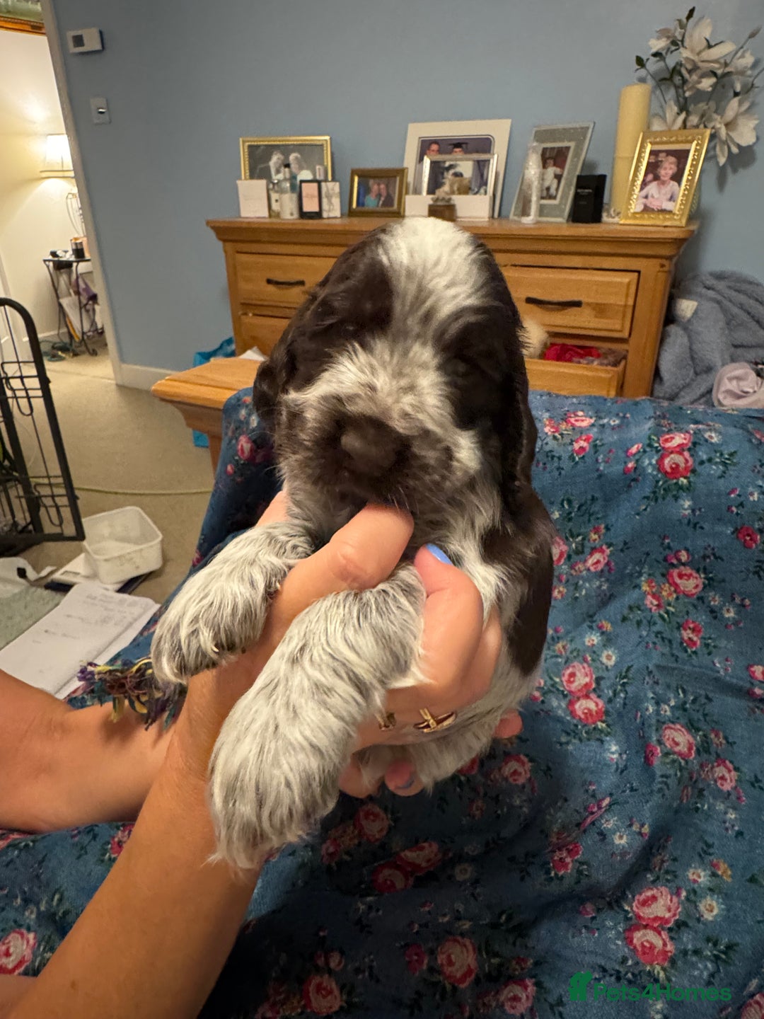 Cocker Spaniel dogs for sale: Simbawood Show Cocker Spaniels, KC reg, DNA clear - Image 6