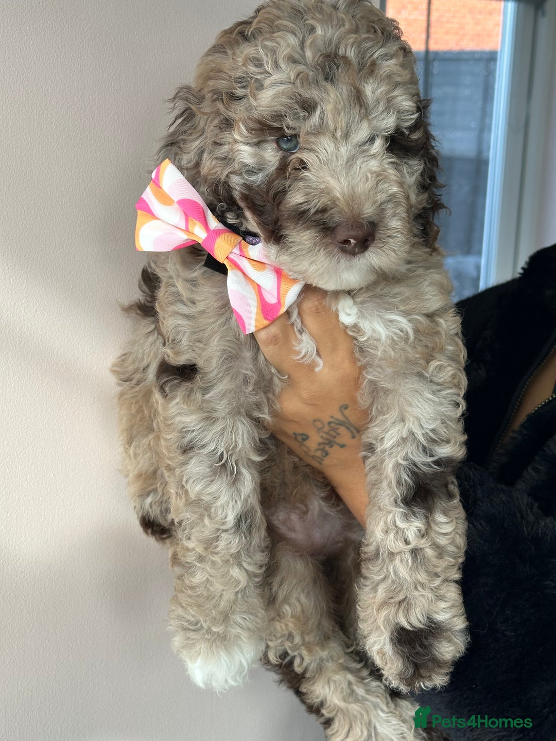 Australian Labradoodle dogs for sale: *waiting list* Australian labradoodles - Image 27