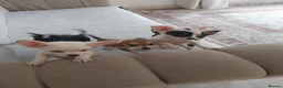 Chihuahua dogs for sale: Chihuahua puppies  in Kilmarnock - Advert 5
