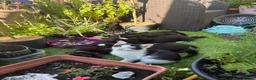 Mixed Breed cats for sale: Kittens ready for their forever home  - Advert 7