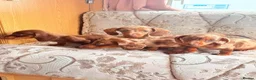 Dachshund dogs for sale: Miniature dapple dashound puppies ready now  - Advert 19