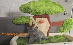 British Shorthair cats for sale: British Blue Shorthair kittens, GCCF pedigree - Image 18