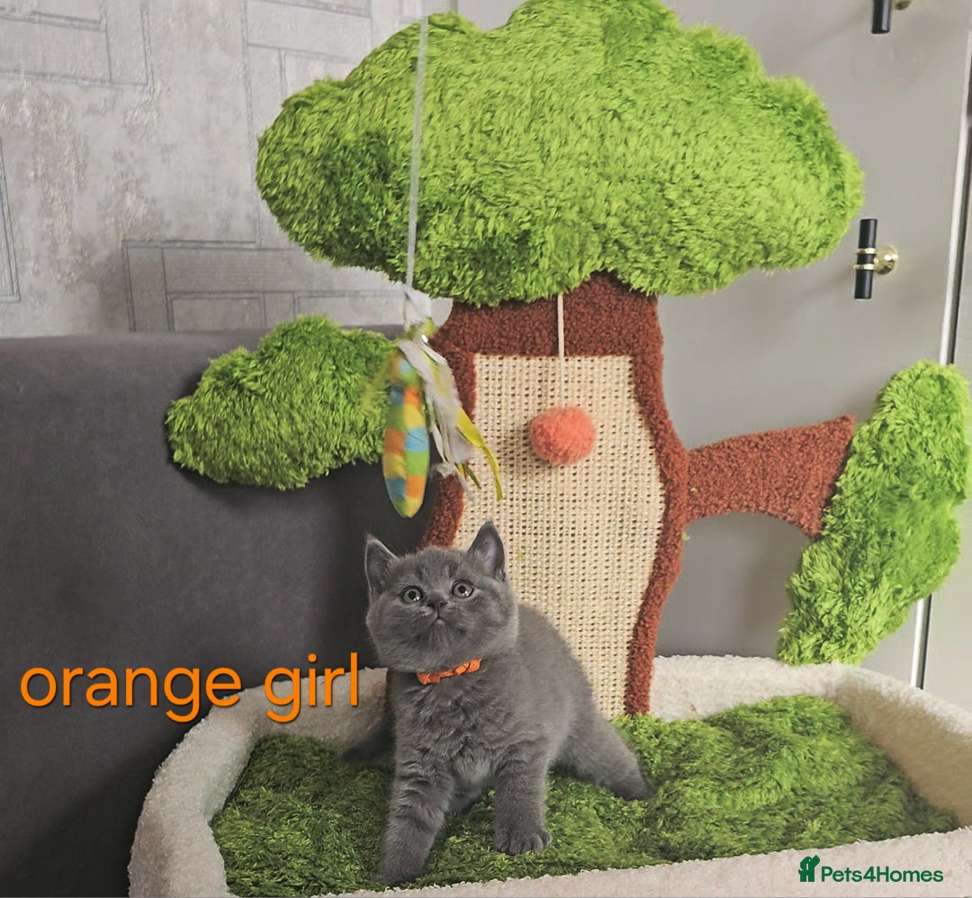 British Shorthair cats for sale: British Blue Shorthair kittens, GCCF pedigree - Image 18