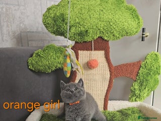 British Shorthair cats - Advert 6