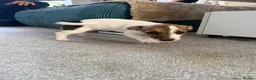 Jack Russell dogs for sale: Jack Russell Terrier puppies – ready for new homes - Advert 9