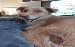 Mixed Breed dogs for adoption: Meet Blondie - Image 1