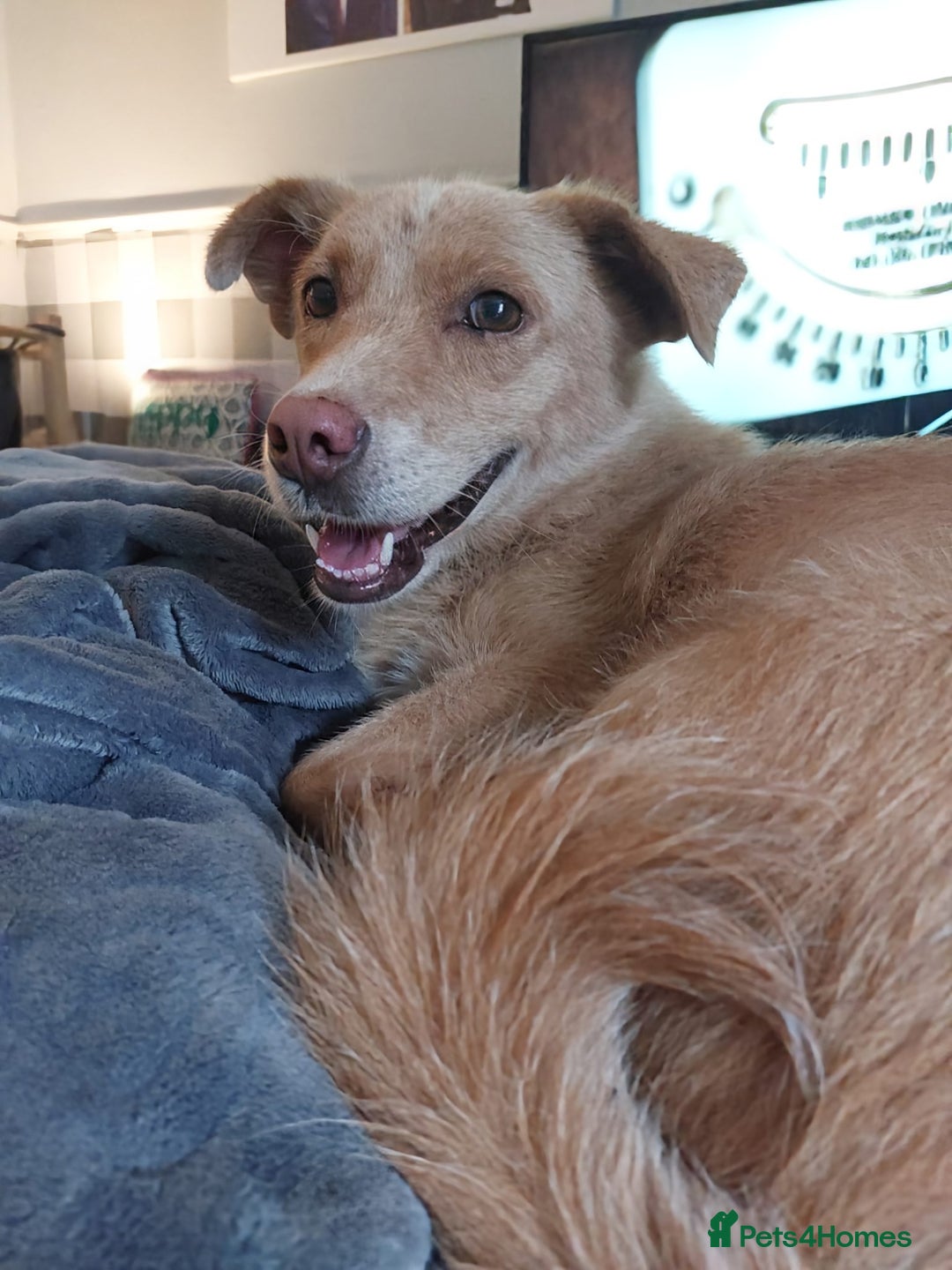 Mixed Breed dogs for adoption: Meet Blondie - Image 1