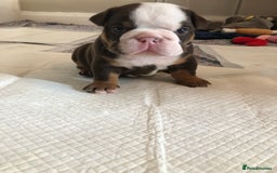 English Bulldog dogs for sale: Stunning English bulldogs - Image 10