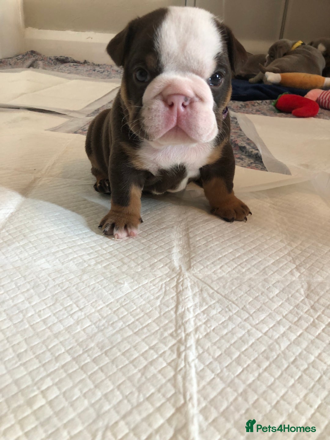 English Bulldog dogs for sale: Stunning English bulldogs - Image 10