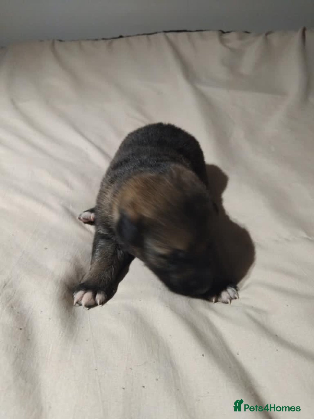 German Shepherd dogs for sale: German shepherd puppy’s kennel club registered  - Advert 35