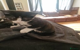 Domestic Shorthair cats for sale: Kittens for sale - Image 3