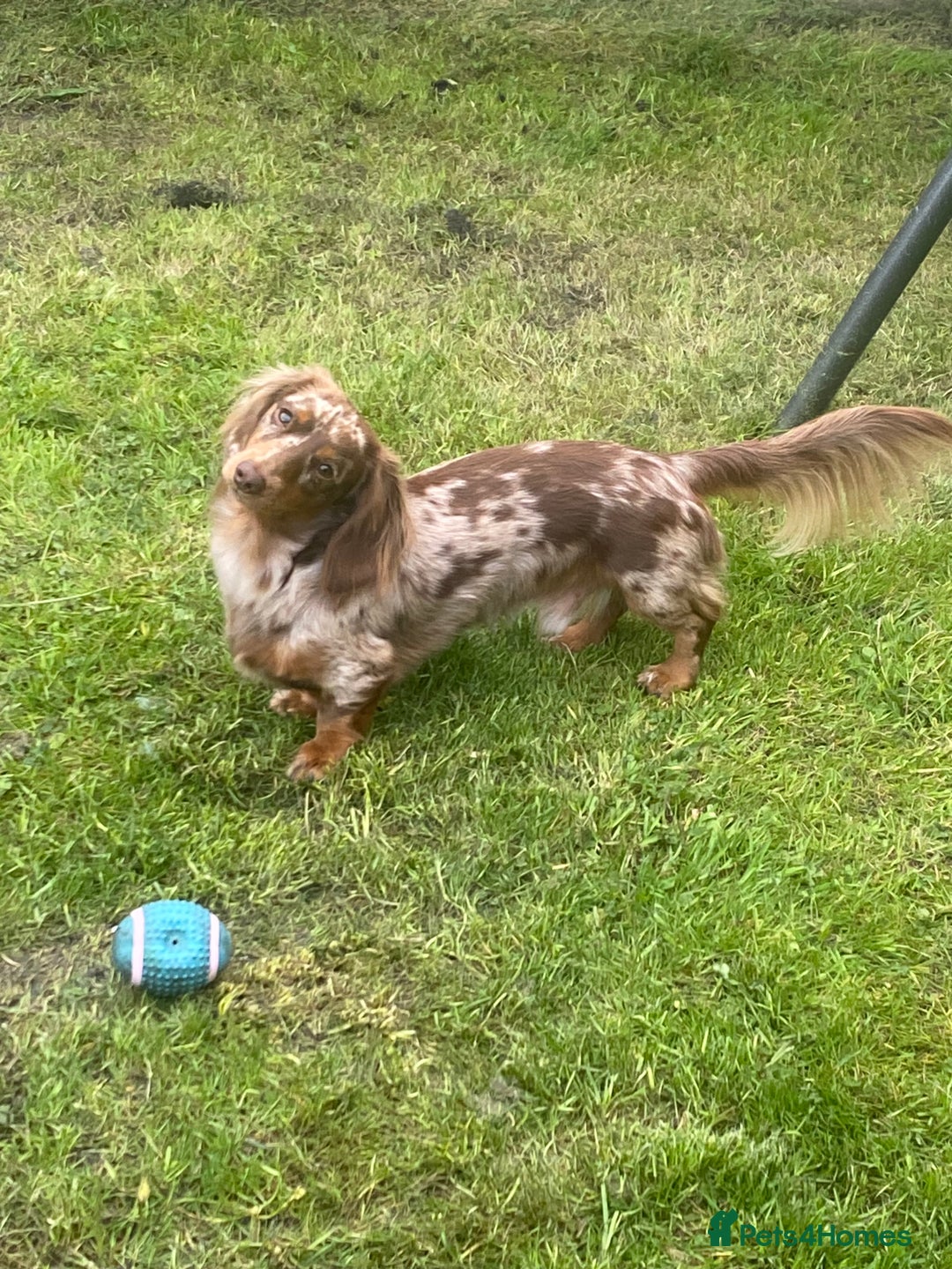Miniature Dachshund dogs for stud: Meet Loki, miniature dachshund - Image 13