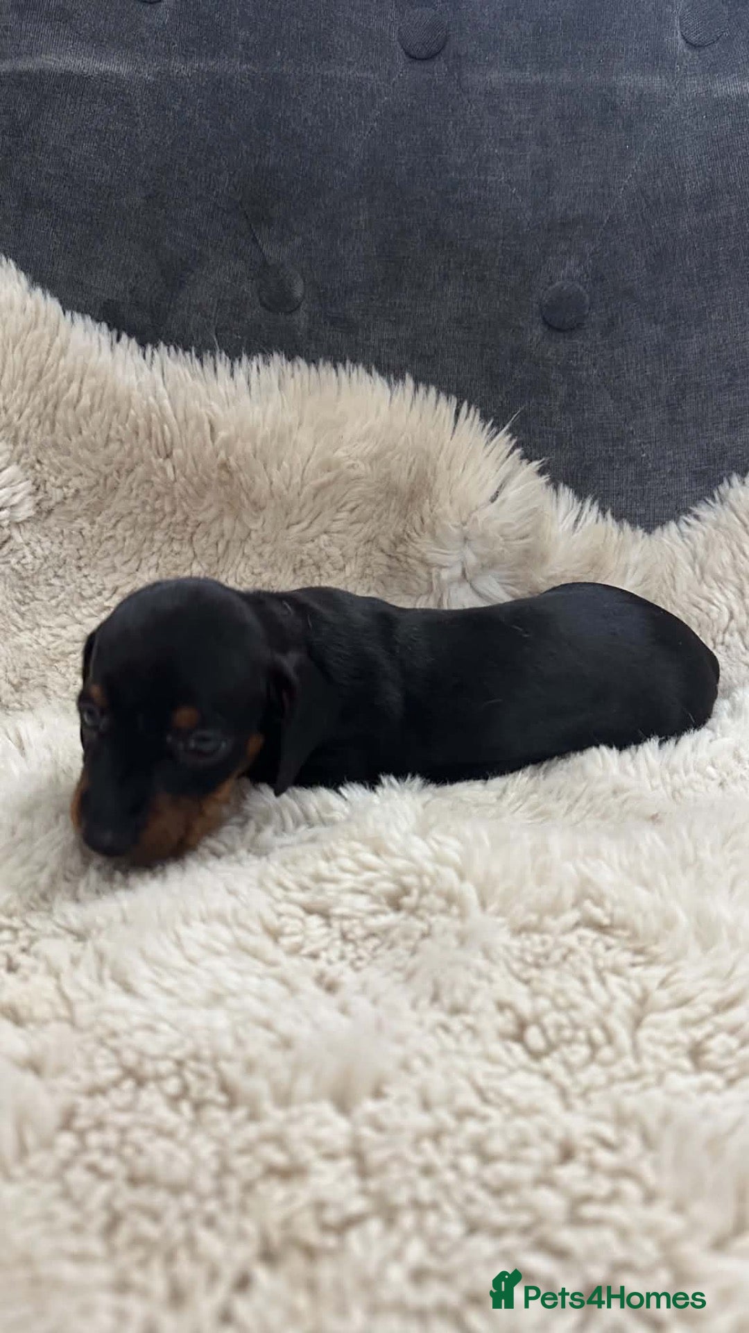 Dachshund dogs Dachshund puppies for sale  - Advert 4