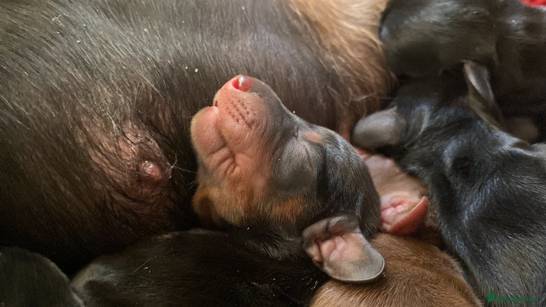 Miniature Dachshund dogs for sale: YOUR FOREVER COMPANION AWAITS  - Image 7