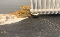 Mixed Breed cats for sale: Beautiful mixed exotic kittens  - Image 7