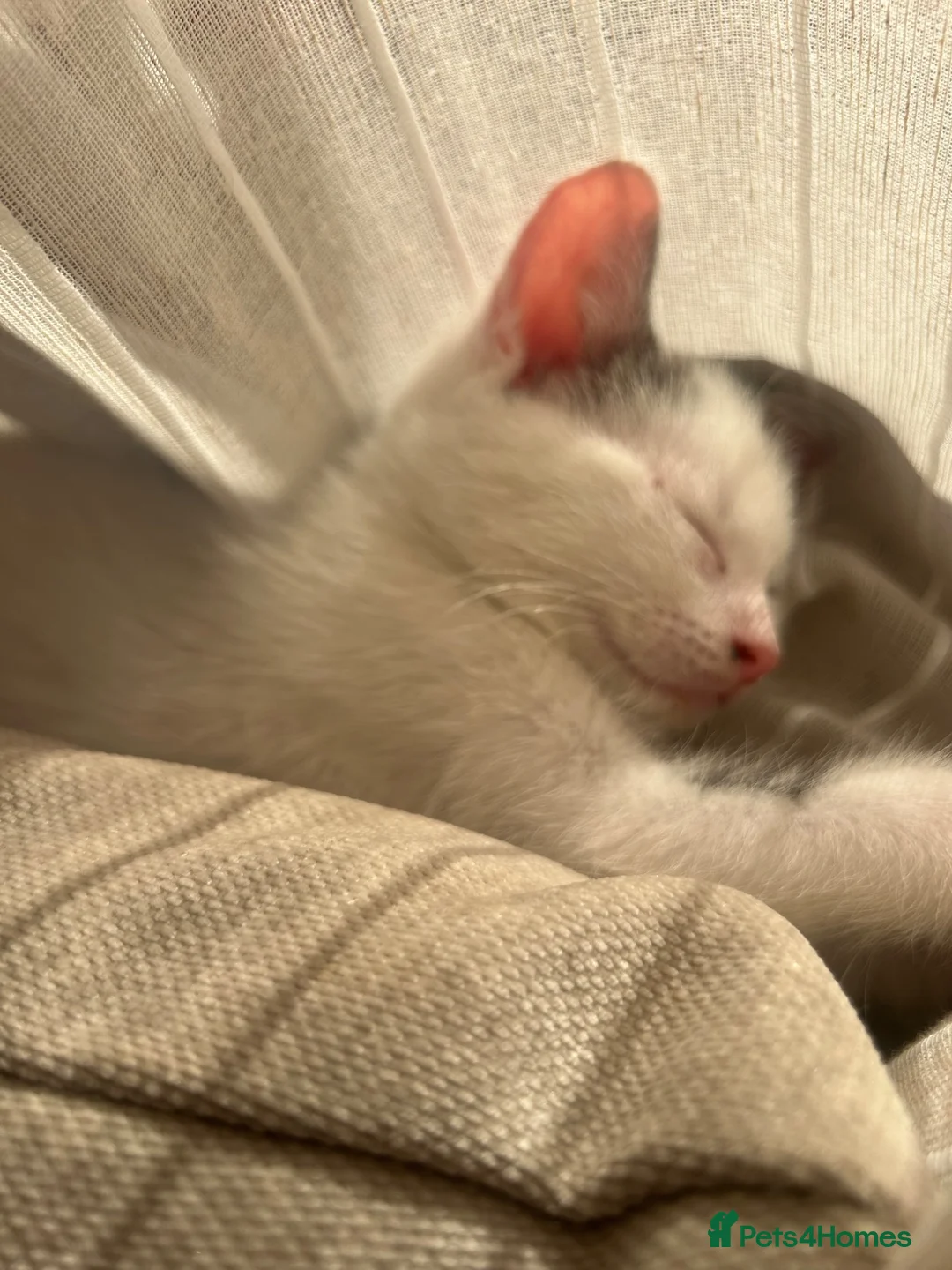Mixed Breed cats for sale: Male kitten  - Advert 7