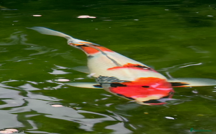Koi Carp fish - Advert 2