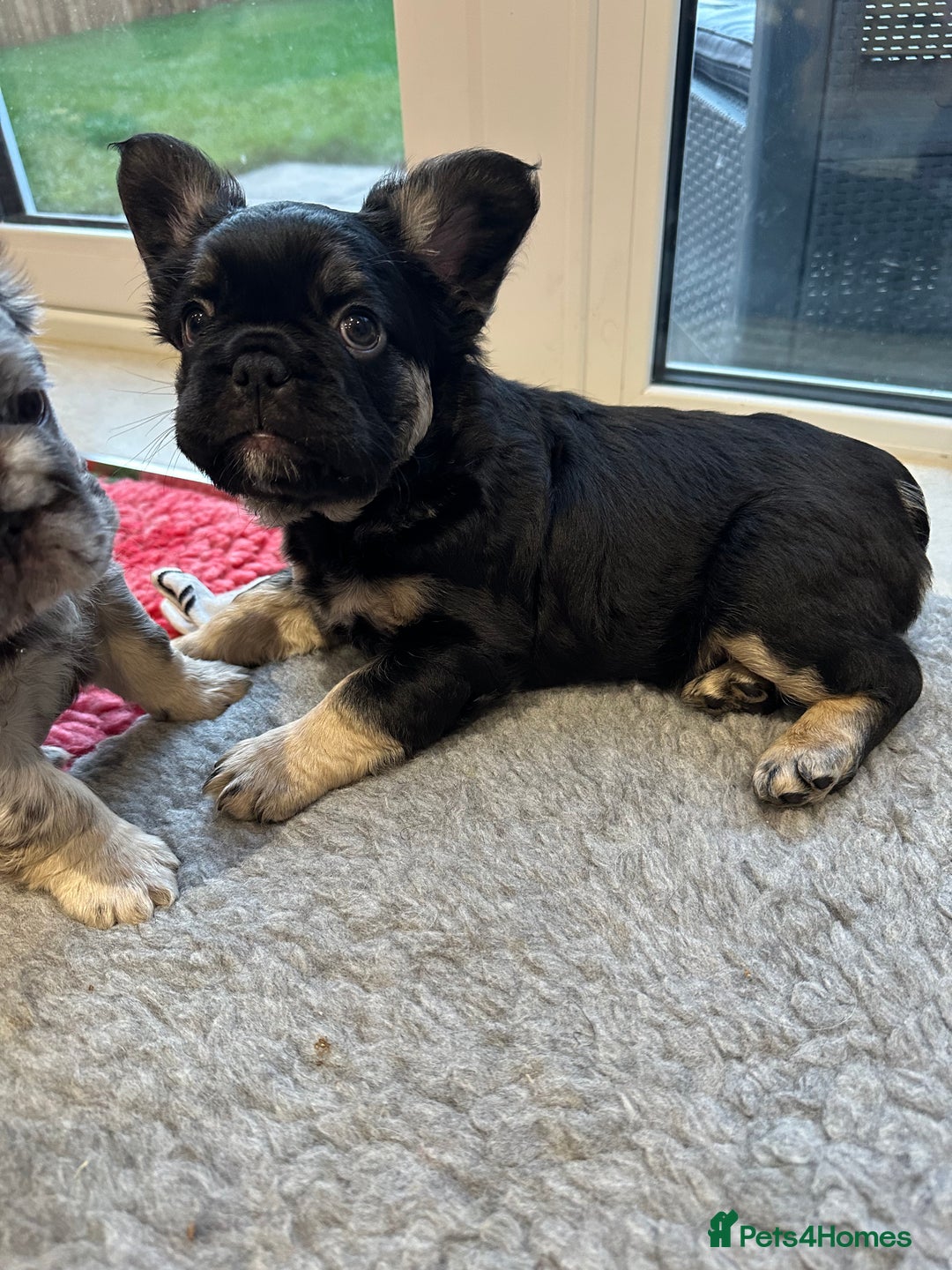 French Bulldog dogs for sale: Fluffy French Bulldog Puppy x 2 - Advert 1