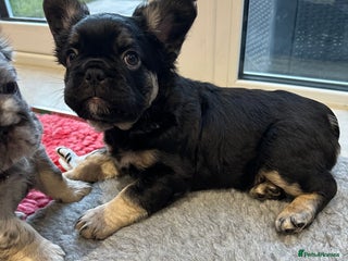French Bulldog dogs Fluffy French Bulldog Puppy x 2 - Advert 1