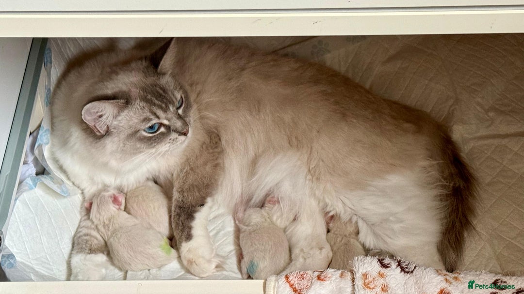 Ragdoll cats for sale: NEW LITTER AVAILABLE Ragdoll Kittens💙💕💙💕  - Advert 1