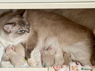 Ragdoll cats NEW LITTER AVAILABLE Ragdoll Kittens💙💕💙💕 - Advert 7