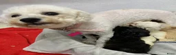 Poochon dogs for sale: F1 Toy Poochons  in Saint Austell - Advert 6
