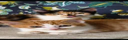 Mixed Breed cats for sale: Rescue affectionate cats - Advert 25
